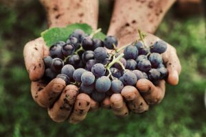 Биодинамическое или органическое вино: что это такое и в чем отличие?